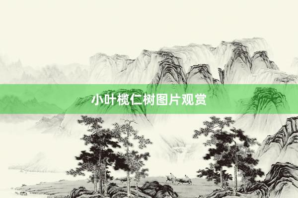 小叶榄仁树图片观赏