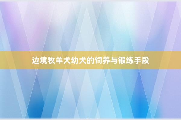 边境牧羊犬幼犬的饲养与锻练手段